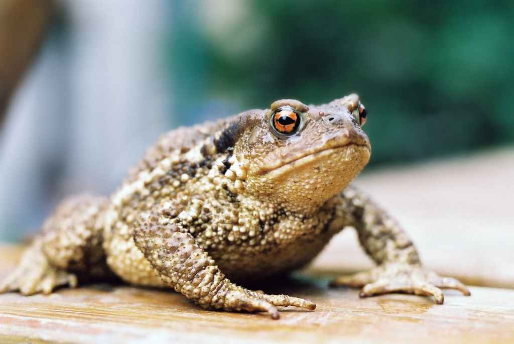 Pink Buckets and Toad Hunts: A Personal Journey into the World of Toad&nbsp;Conservation